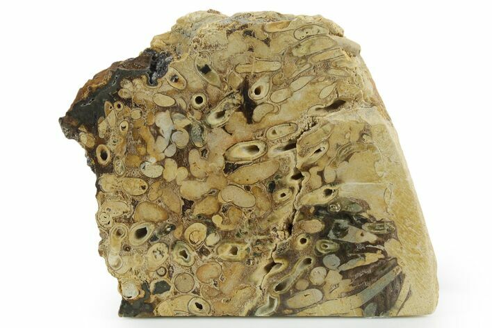 Polished Fossil Teredo (Shipworm Bored) Wood - England #351126